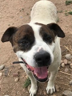 ROCKY HEELER - Red Heeler / Cattle Dog for adoption in Arvada
