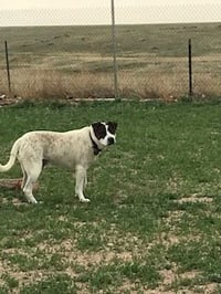 Rocky heeler - Photo 3