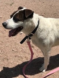 Rocky heeler - Photo 4