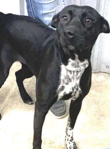 LUCILLE - Terrier / Labrador Retriever available for adoption