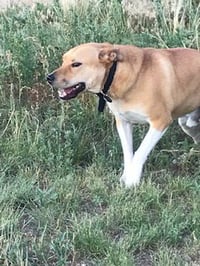 Jack - Photo 3