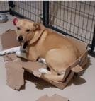 JACK - Labrador Retriever / Australian Cattle Dog/Blue Heeler for adoption in Arvada