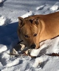 Jack - Photo 7