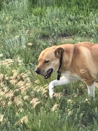 Jack - Photo 2