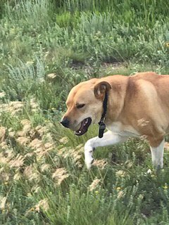 JACK - Labrador Retriever / Australian Cattle Dog/Blue Heeler available for adoption