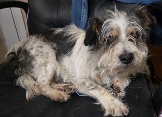 PINTO - Shih Tzu available for adoption