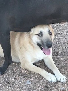 HUTLA - Belgian Shepherd Malinois / Labrador Retriever available for adoption