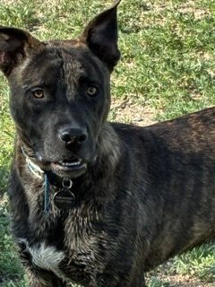 KAI - Staffordshire Bull Terrier for adoption in Arvada