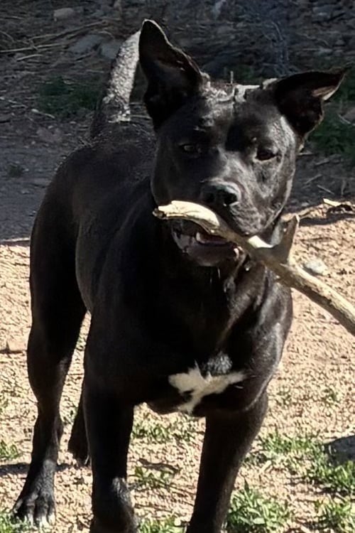 LOTTE - Staffordshire Bull Terrier for adoption in Arvada