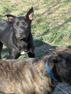 LOTTE - Staffordshire Bull Terrier available for adoption