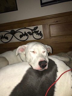 LADY - Cattle Dog available for adoption
