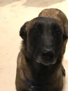 URSA - Belgian Shepherd Malinois available for adoption