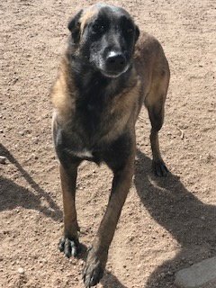 URSA - Belgian Shepherd Malinois for adoption in Arvada