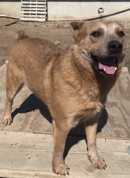 USHI - Red Heeler / Corgi available for adoption