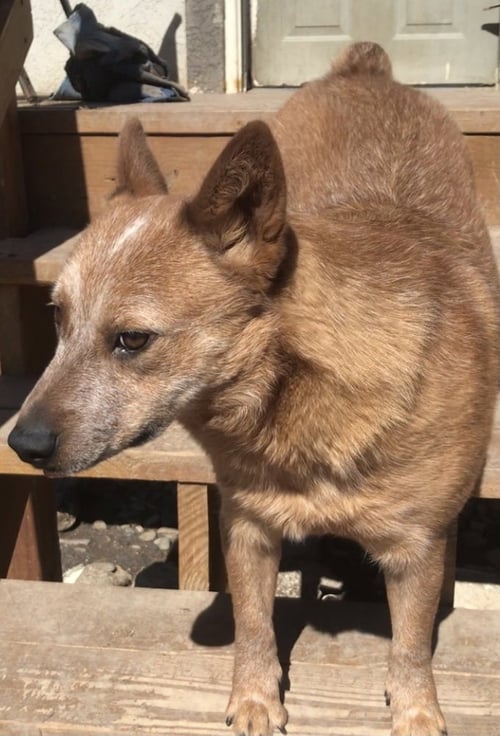 USHI - Red Heeler / Corgi for adoption in Arvada