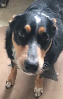 SMOOKS - Australian Shepherd / Border Collie available for adoption