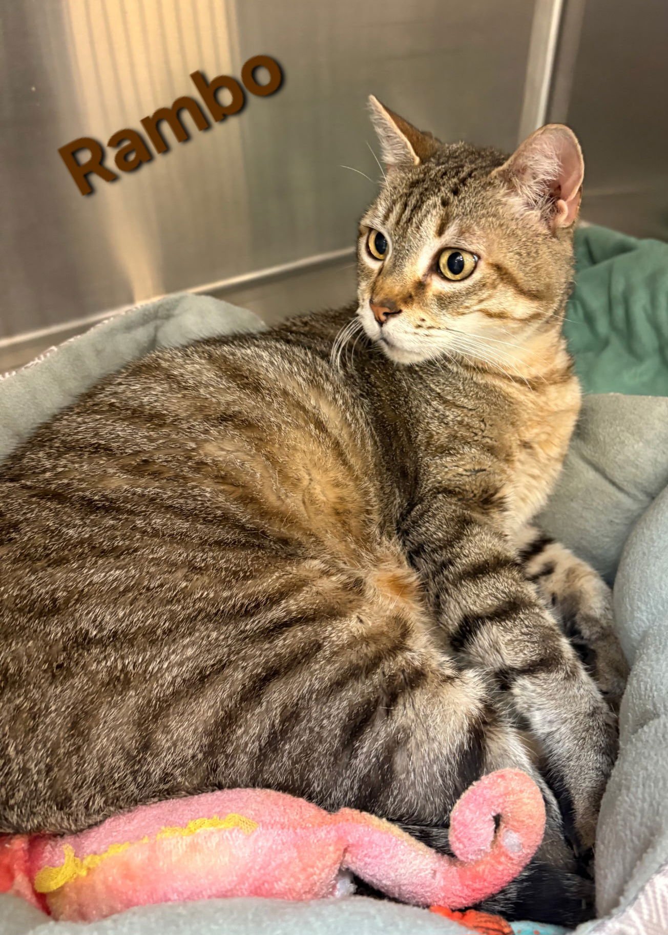 RAMBO - Domestic Short Hair available for adoption