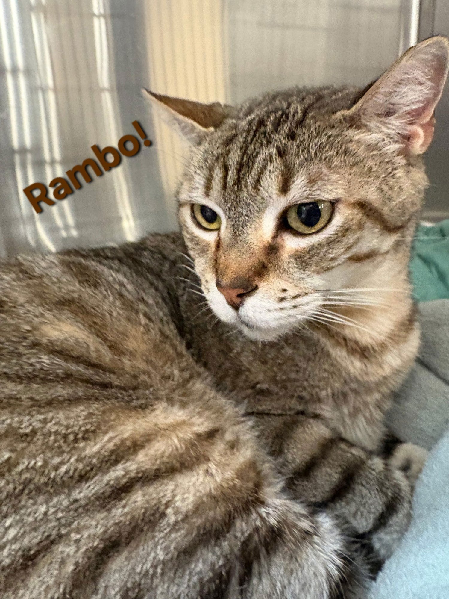 RAMBO - Domestic Short Hair available for adoption