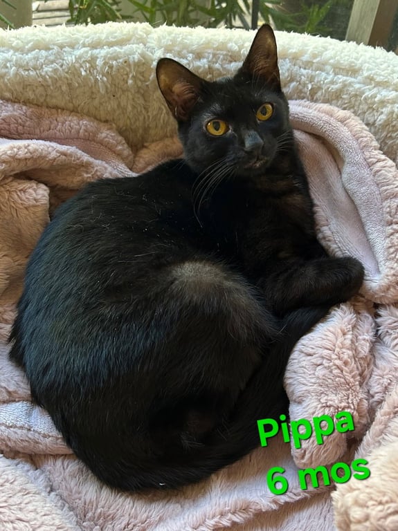 Pippa Image