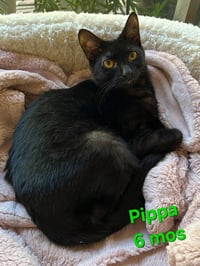Pippa - Photo 1