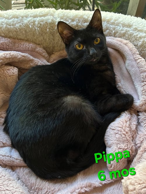 PIPPA - Manx / Domestic Short Hair available for adoption