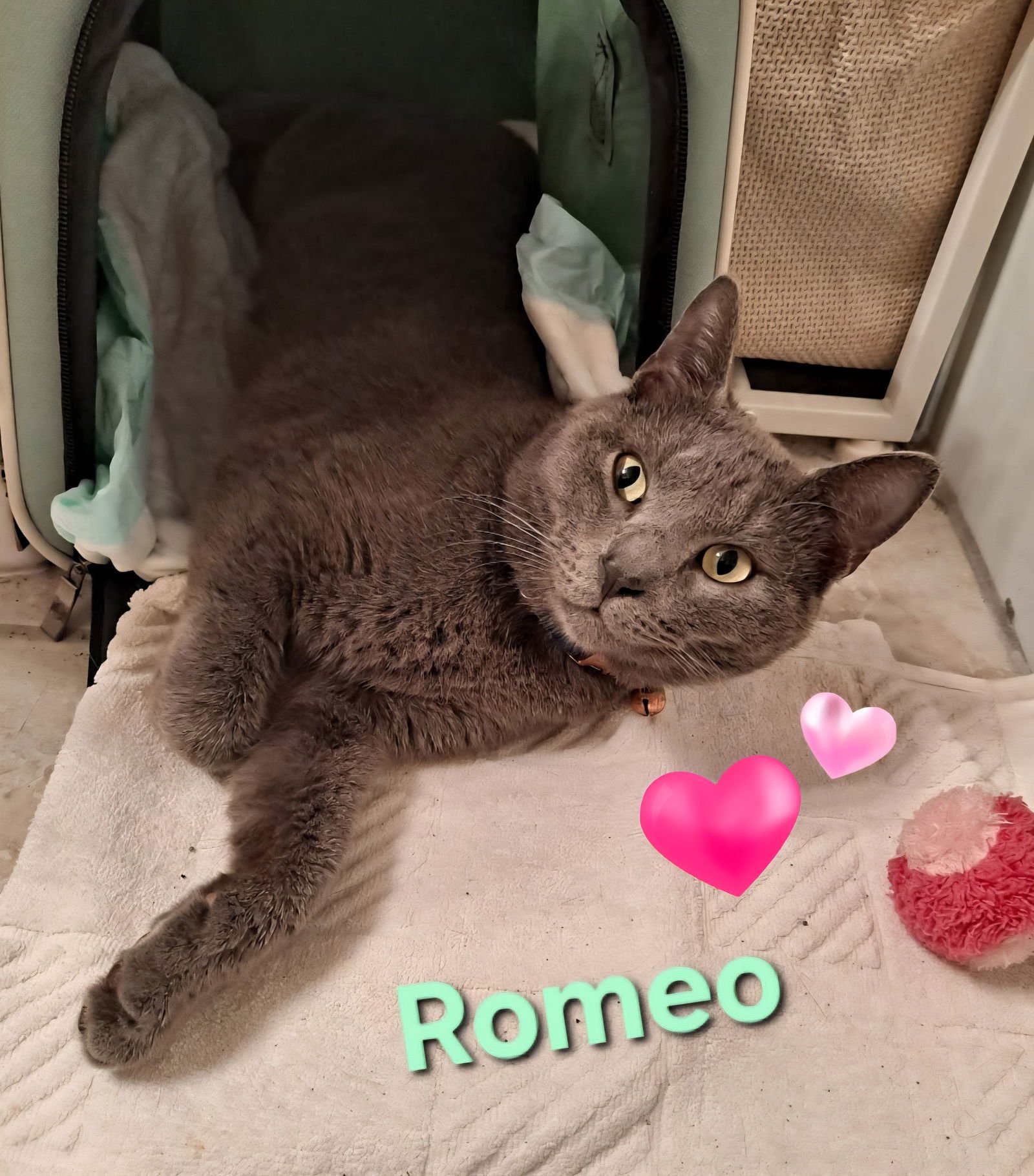 ROMEO - Domestic Short Hair available for adoption