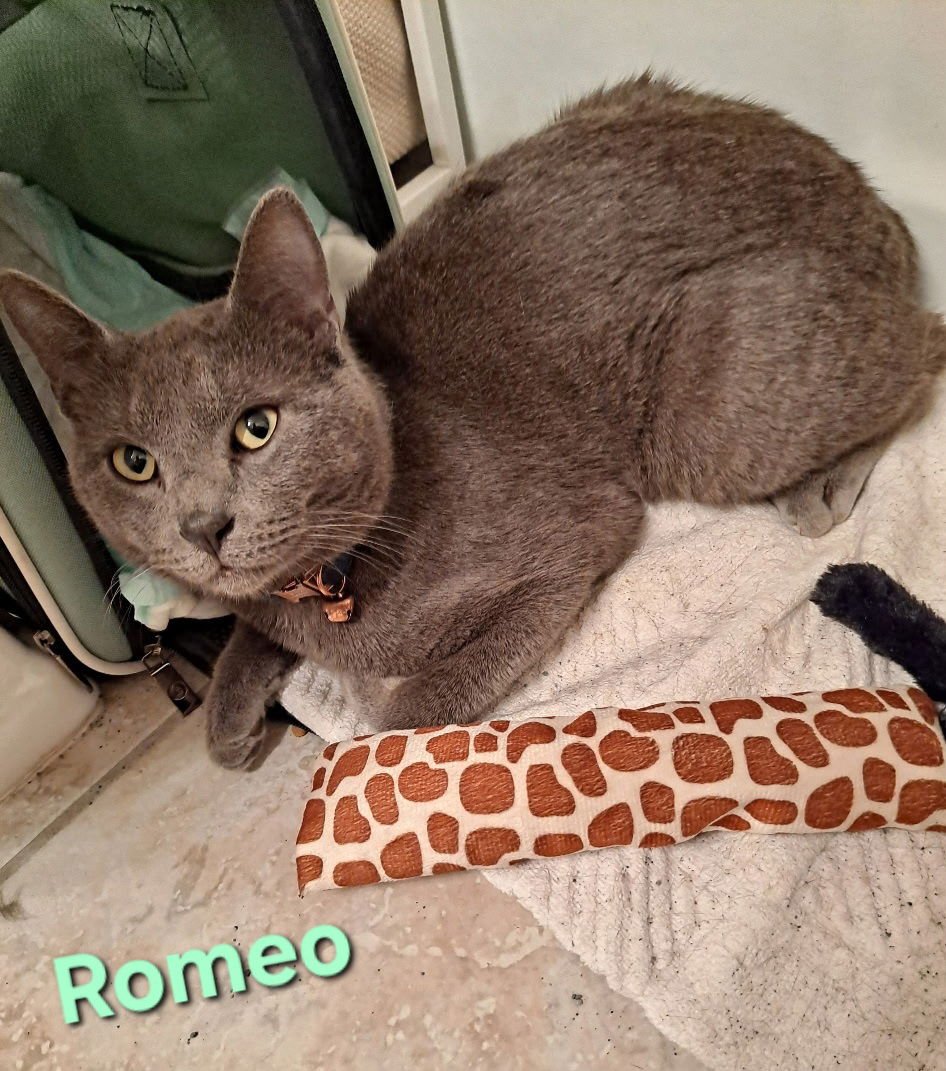 ROMEO - Domestic Short Hair available for adoption