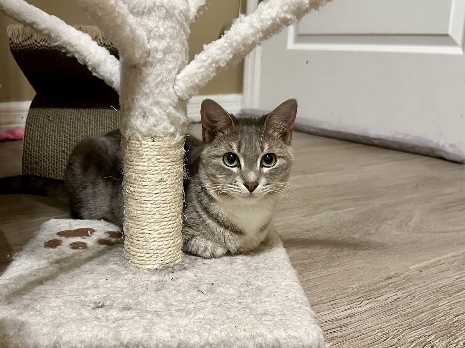 AVERIE - Domestic Short Hair available for adoption