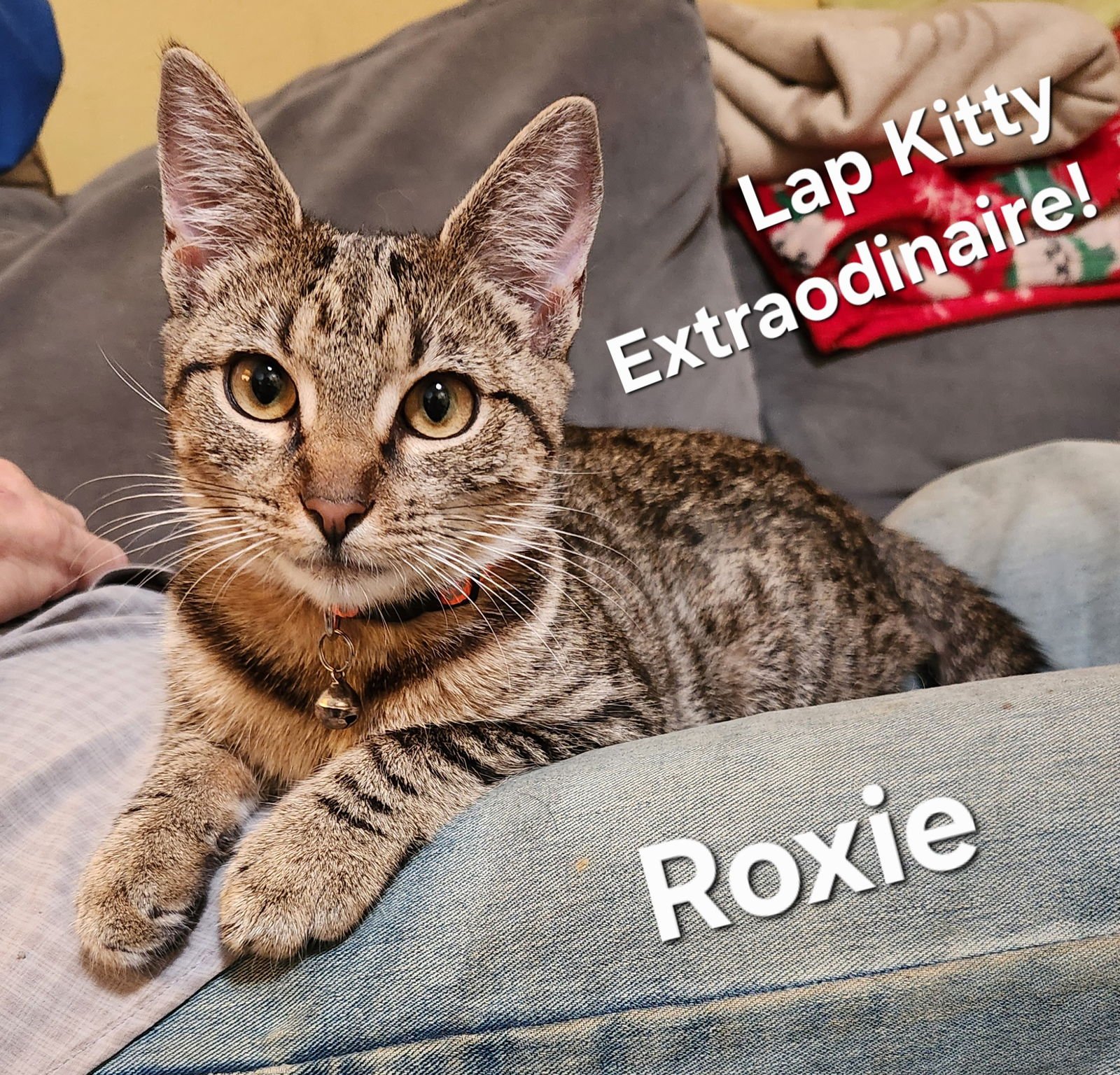 ROXIE - Domestic Short Hair available for adoption