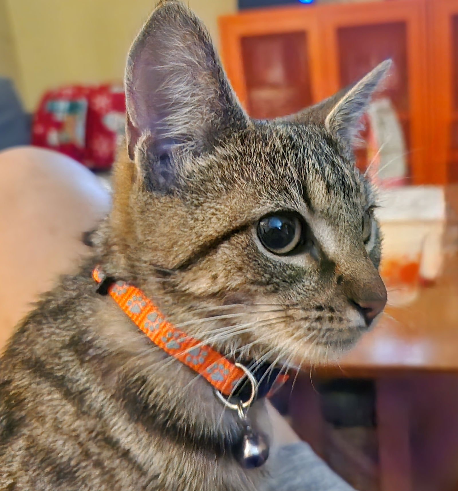 ROXIE - Domestic Short Hair available for adoption
