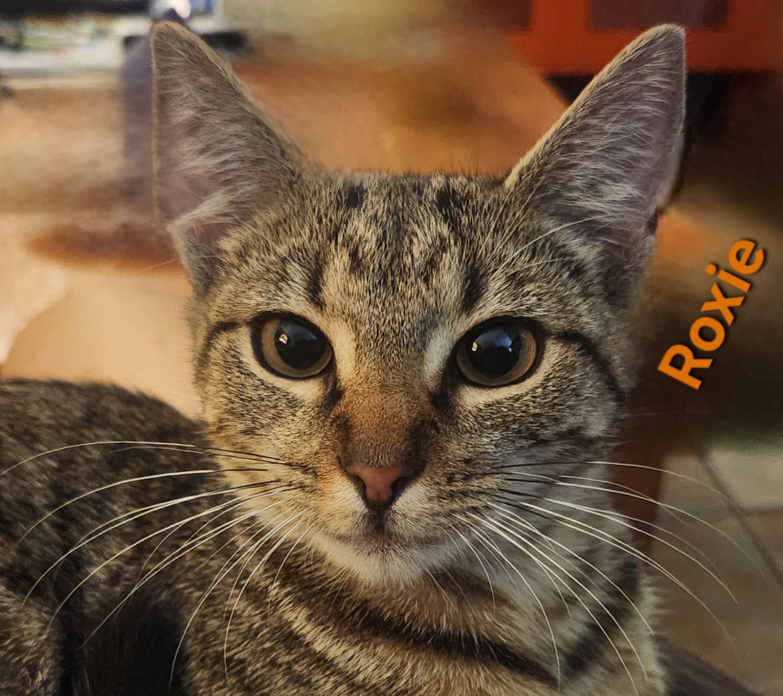 Roxie - Photo 4