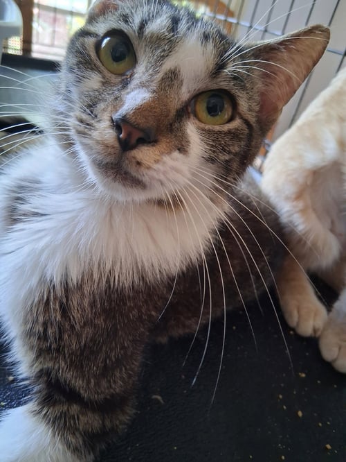 RIVER - Domestic Medium Hair available for adoption