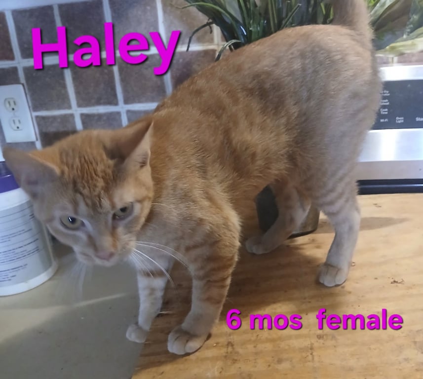Haley Image