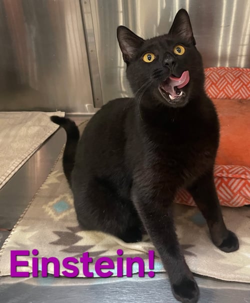 EINSTEIN - Bombay / Domestic Short Hair available for adoption