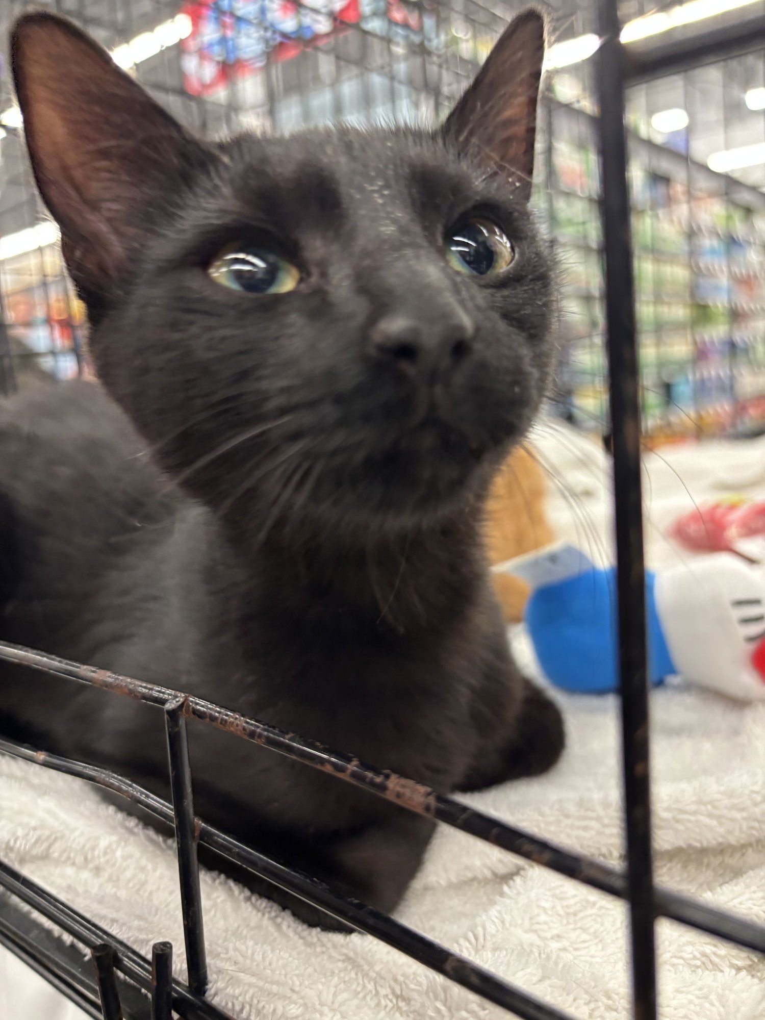 CINDER - Domestic Medium Hair available for adoption