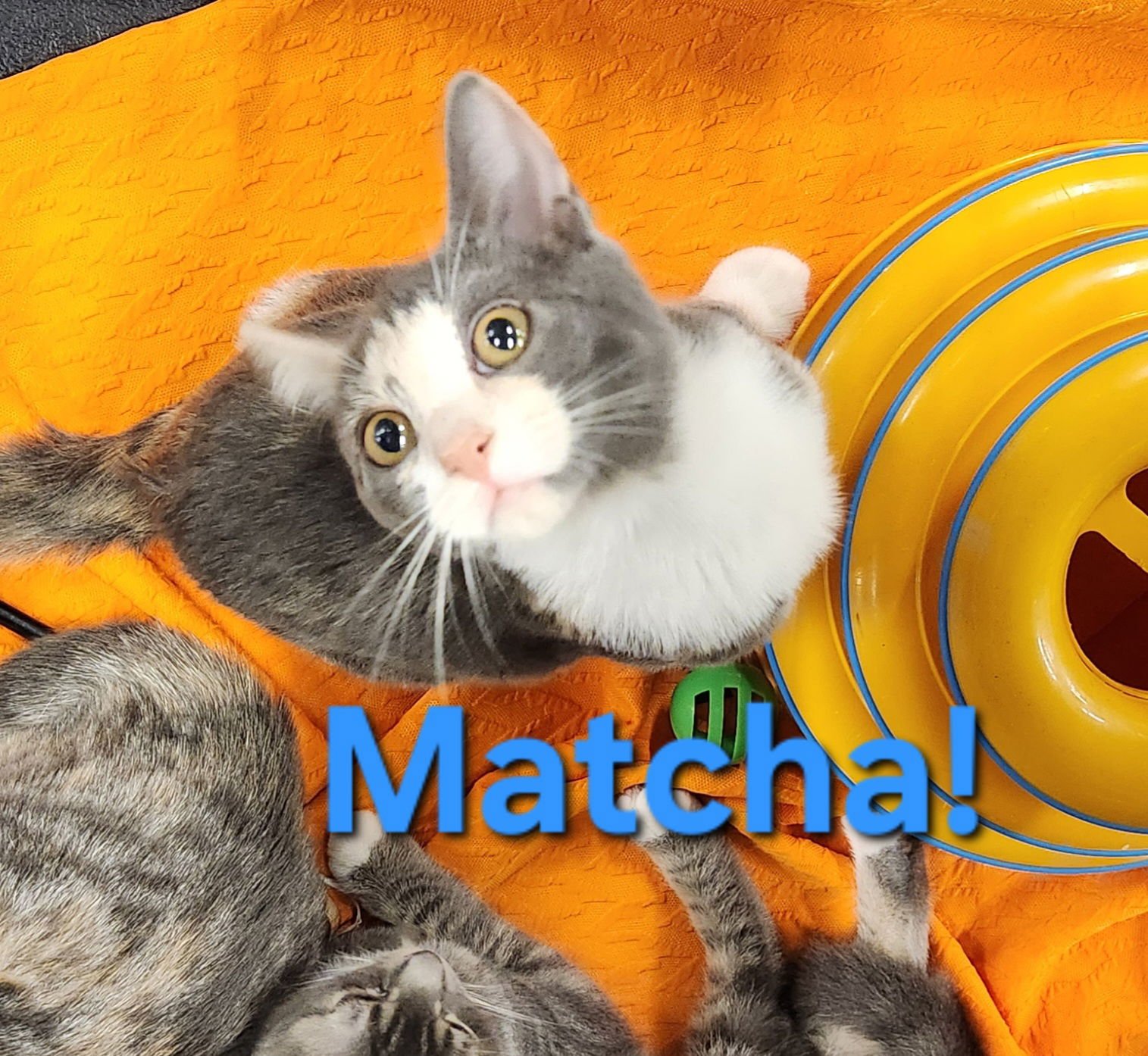 MATCHA - Domestic Short Hair available for adoption