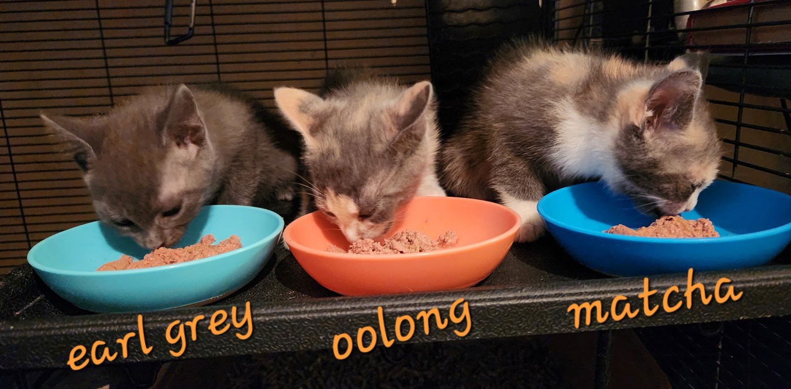 MATCHA - Domestic Short Hair available for adoption