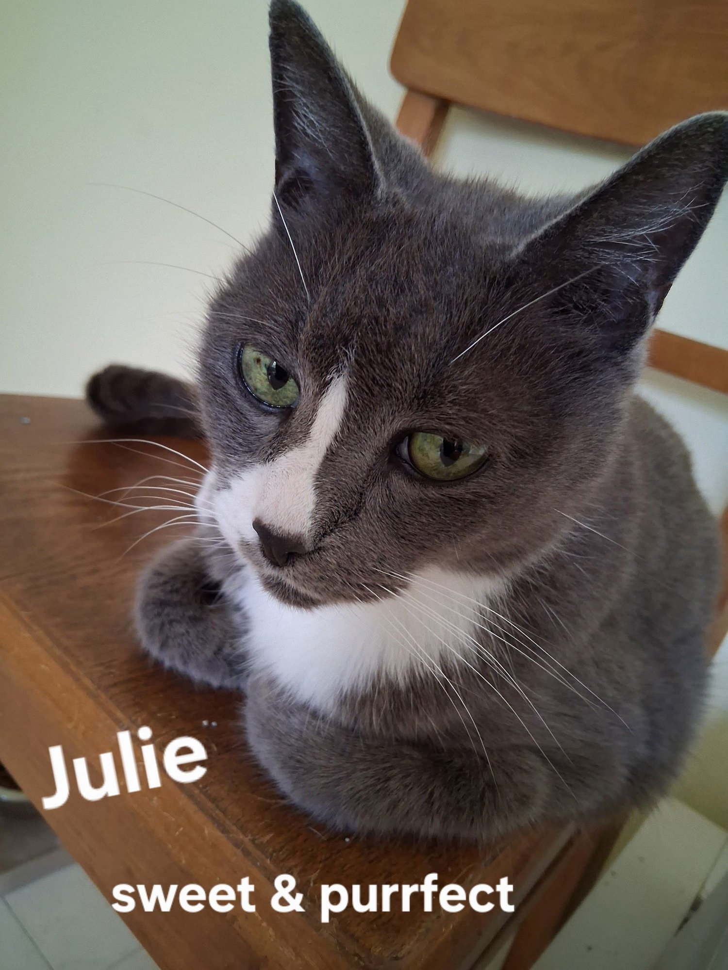 JULIE - Domestic Short Hair available for adoption