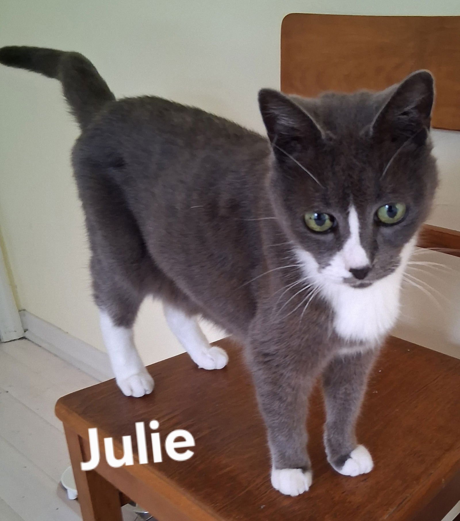 JULIE - Domestic Short Hair available for adoption