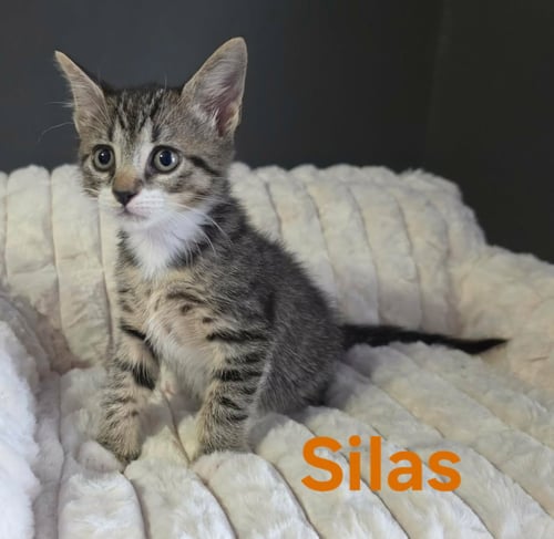 SILAS - Domestic Short Hair / Tabby available for adoption