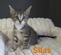 Silas - Photo 2