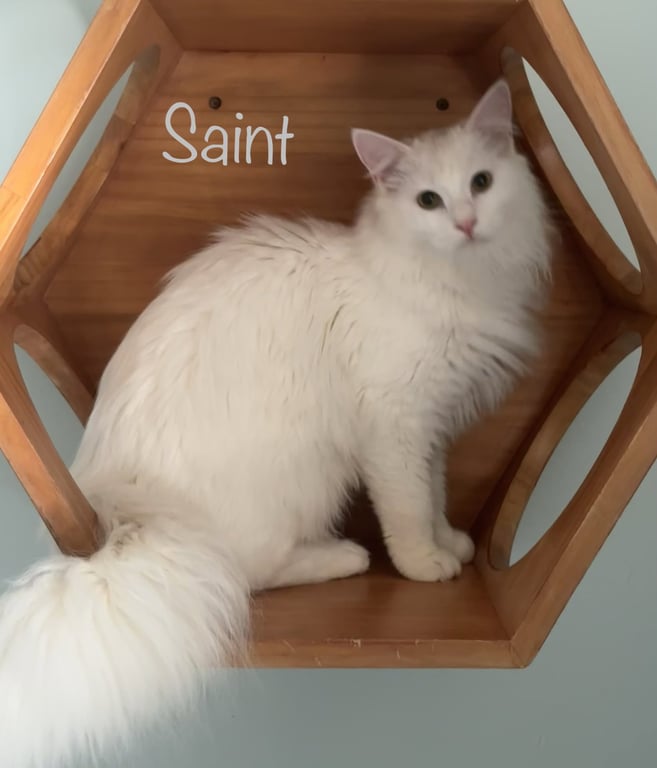 Saint Image