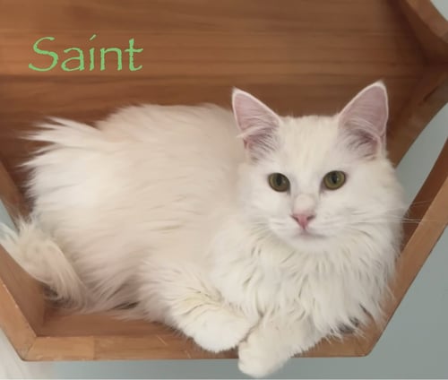 SAINT - Domestic Medium Hair available for adoption
