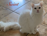 Saint - Photo 3