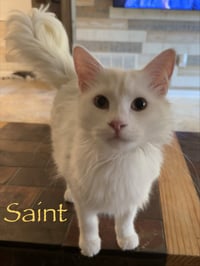 Saint - Photo 5
