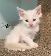 Saint - Photo 6