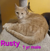 Rusty - Photo 1