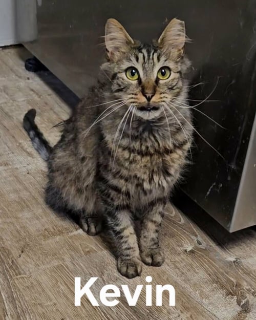 KEVIN - Domestic Medium Hair available for adoption