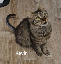 Kevin - Photo 2
