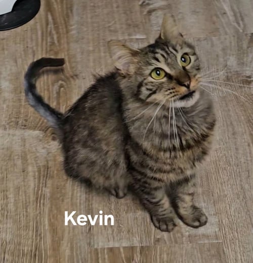 KEVIN - Domestic Medium Hair available for adoption